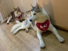 -Husky Go! 哈士奇体验馆·宠物咖啡厅狗咖