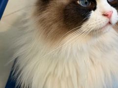 -平行世界·猫咖(首经贸店)