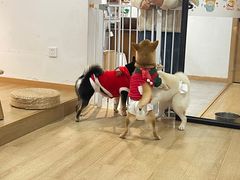 -南京Hallo宠物乐园·哈罗犬舍·柴犬繁育基地