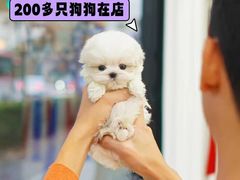 -萌宠之家·腊肠犬·马尔泰·小体犬舍