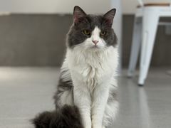 -Cappucimeow猫咪咖啡馆(韦伯时代店)