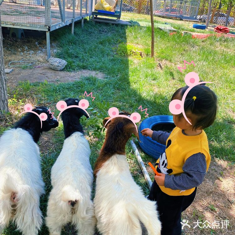 天津光合谷[加油]超大的萌宠乐园