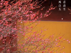 -慧因高丽寺