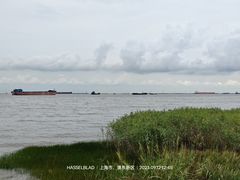 -上海滨江森林公园