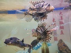 -烟台海昌鲸鲨海洋公园