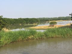-大湾区中央湿地公园