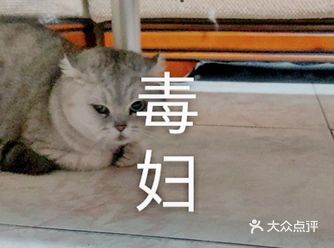 举报棉花糖这只毒妇猫，竟然对弱小无助的小兔子下嘴