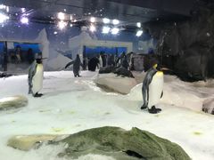 -凯莉-塔尔敦海洋生物水族馆