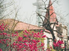 -八大关景区