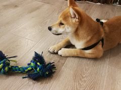 -浣熊柯尔鸭土拨鼠·电玩咖