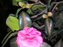 -深圳国际园林花卉博览园