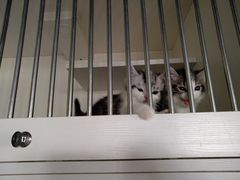 -东方名猫馆·英短金渐层布偶猫舍(环线广场1号楼店)