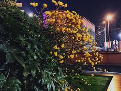 -上海西藏大厦万怡酒店