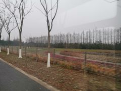 -上海长兴岛郊野公园