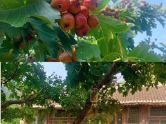 -北京山里寒舍度假酒店