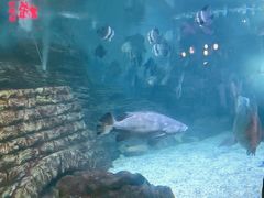 -烟台海昌鲸鲨海洋公园