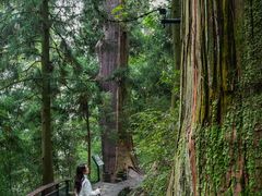 -天目山大树王景区