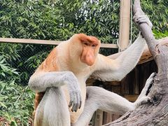 -广州长隆野生动物世界
