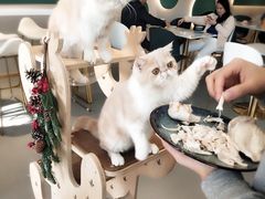 -飞行喵MR PILOT|猫舍·猫咖(静安大融城店)