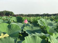 -荷塘月色湿地公园·向阳花洲