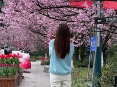 -南山植物园
