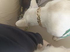 -怪兽屋·羊驼·猫咖·狗咖(俊华广场店)