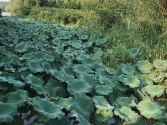-昆山城市生态森林公园