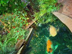 -Fern Forest Cafe