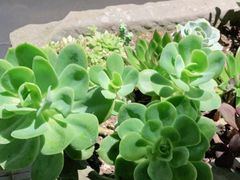 -华冠悠岚·庭院餐厅(青城后山店)