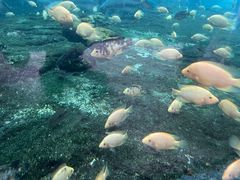 -珠海长隆海洋王国