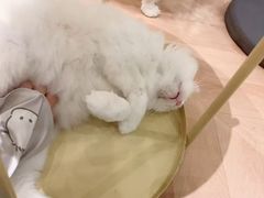 -有喵·猫咖·狗咖·30几只猫10只小狗(岗厦店)