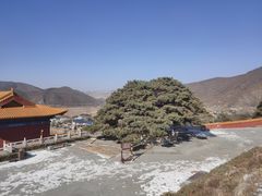 -延吉东来寺