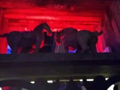 -疆文化新疆欢乐餐厅(金牛万达店)