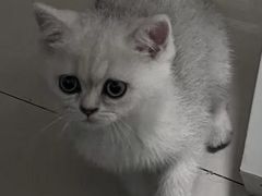-lincat·猫舍(广州店)