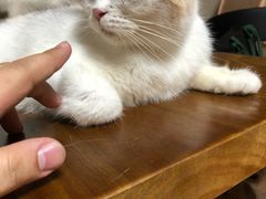 -喵屋coffee