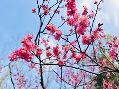 -梅花山(明孝陵内)