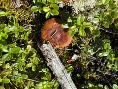 -莫尔道嘎国家森林公园