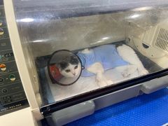 -美联众合动物医院(·中兽医·疑难杂症·严家桥分院)