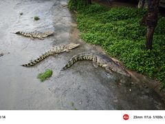 -广州长隆飞鸟乐园