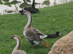 -长春市南湖公园