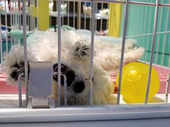 -龟与熊猫宠物公园(南坪店)