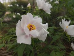 -洛阳市隋唐城遗址植物园
