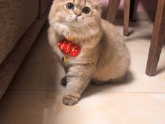 -猫大福·Fortune Cat猫舍(百子湾店)