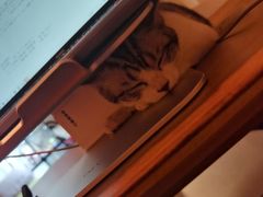 -猫大福·Fortune Cat猫舍(百子湾店)