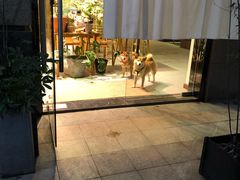 -柴务处·柴犬主题狗咖