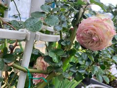 -小芙蓉湘菜馆(易生活购物公园店)