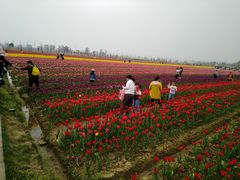 -枫林花海