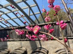 -桃花岛景观公园
