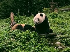 -中国大熊猫保护研究中心雅安碧峰峡基地