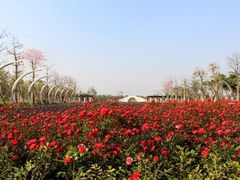 -映月湖中央公园